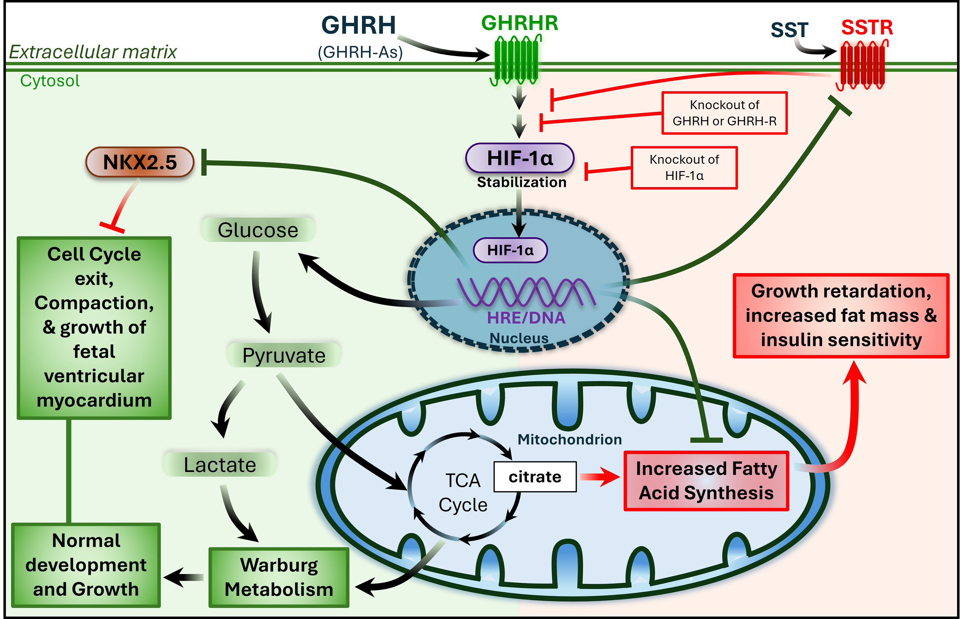 Growth hormone-releasing hormone signaling and manifestations within the cardiovascular system