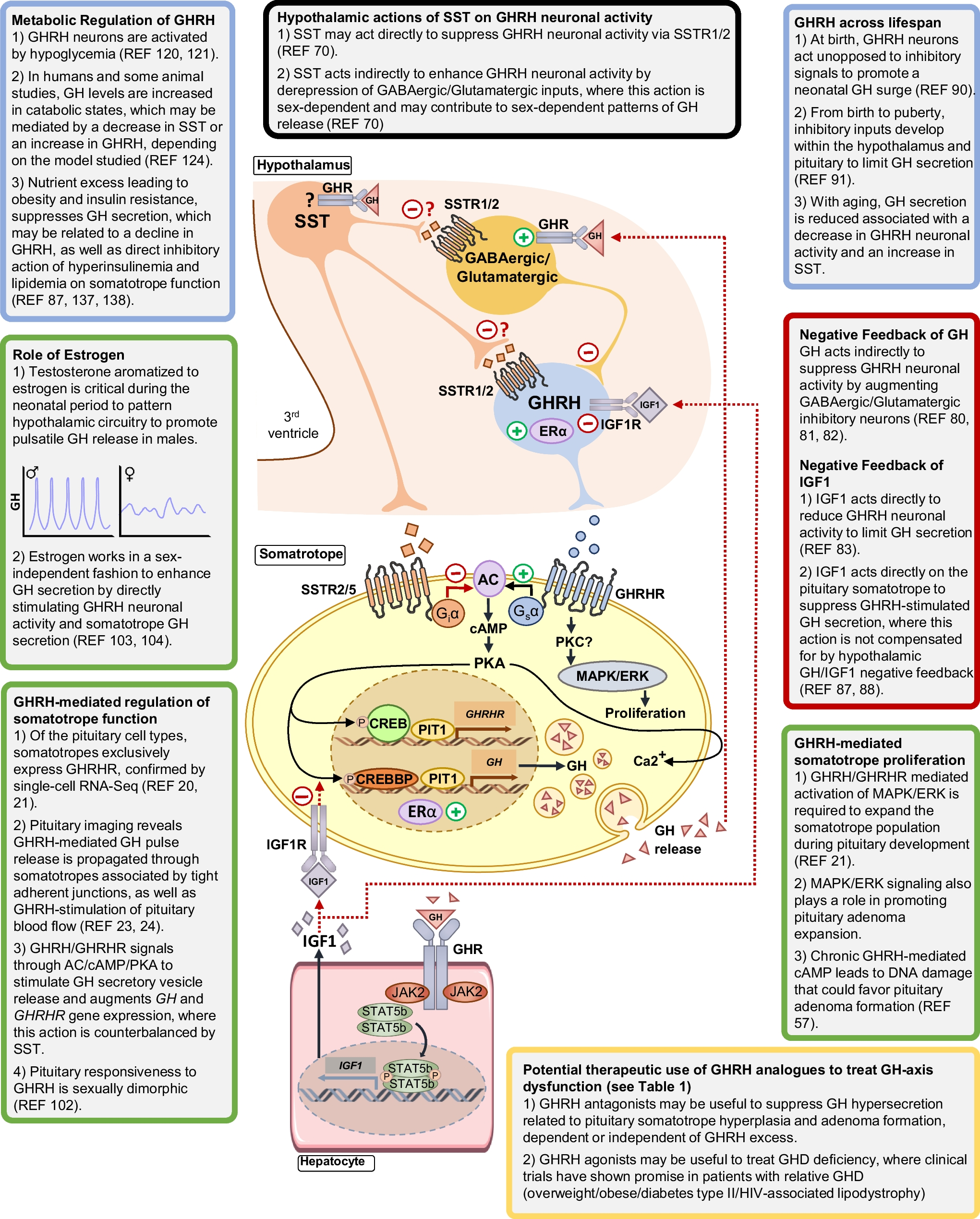 Update on regulation of GHRH and its actions on GH secretion in health and disease