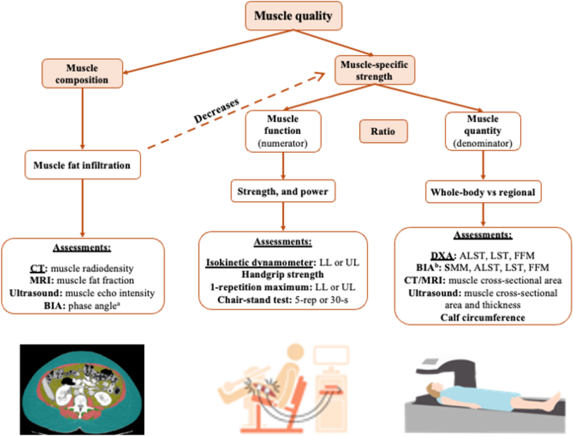 Poor muscle quality: A hidden and detrimental health condition in obesity