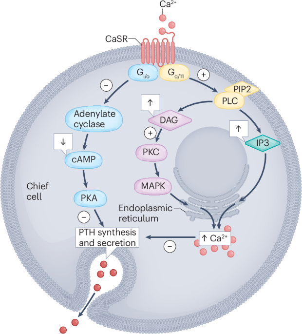 Hypoparathyroidism: diagnosis, management and emerging therapies