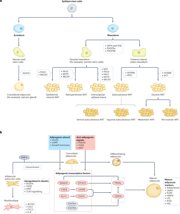 Enhancing adipose tissue plasticity: progenitor cell roles in metabolic health