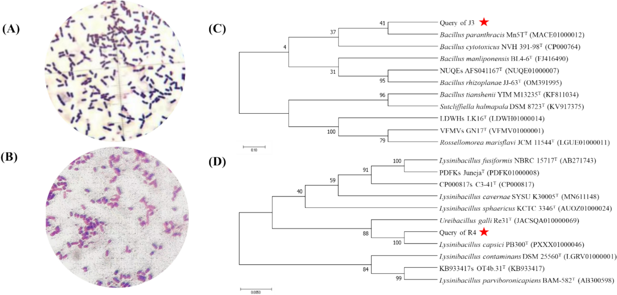 Evaluation of Antibiotic-Sensitive Bacillus Strain as a Potential Probiotic for Enhanced Growth in Penaeus vannamei