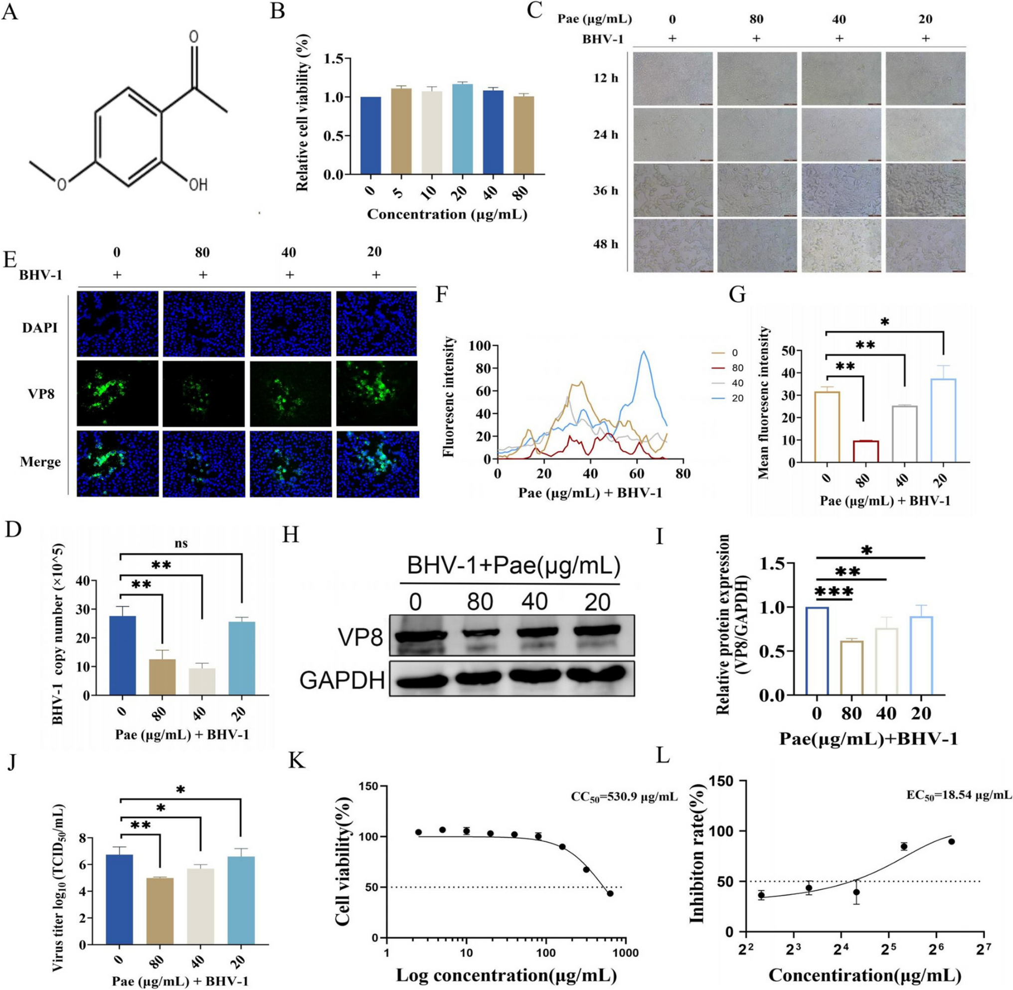Paeonol Inhibits the Replication of Bovine Herpesvirus Type 1 In Vitro Through Regulating the PI3K/AKT Pathway