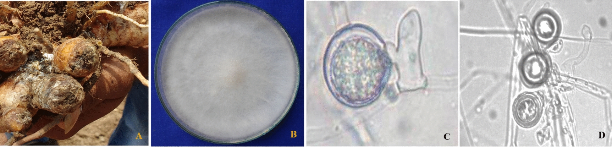 Crude Antibiotics and Antifungal Metabolites from Chaetomium globosum Cg6 Suppress Pythium aphanidermatum, Causal Agent of Rhizome Rot of Turmeric