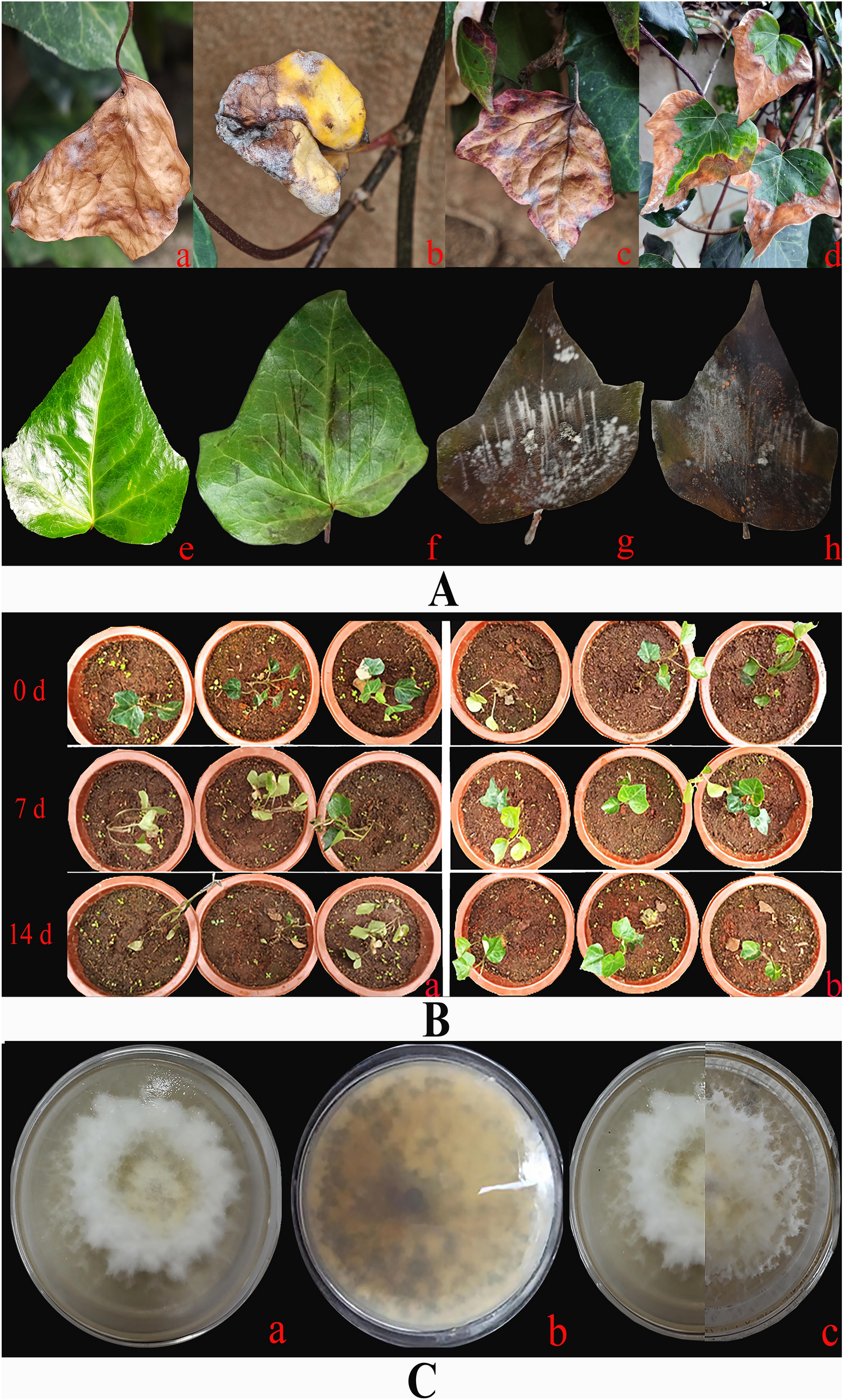 Isolation and Identification of Apiospora intestini from Hedera nepalensis Leaf Blight and Determination of Antagonism of Phomopsis sp.