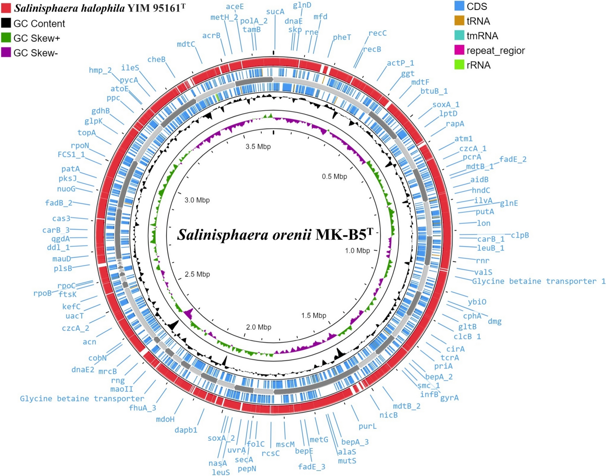 Reclassification of Salinisphaera halophila Zhang et al. 2012 as a Later Heterotypic Synonym of Salinisphaera orenii Park et al. 2012