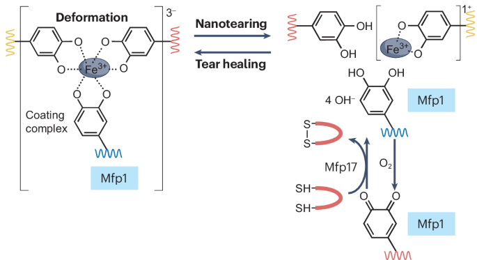 Catechol redox maintenance in mussel adhesion