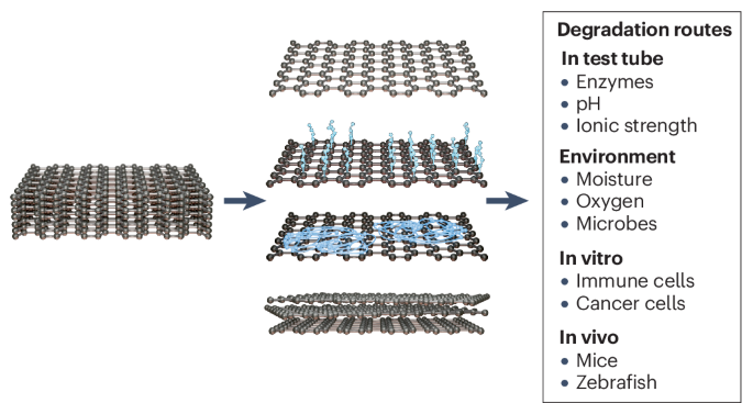 Biological and environmental degradation of two-dimensional materials