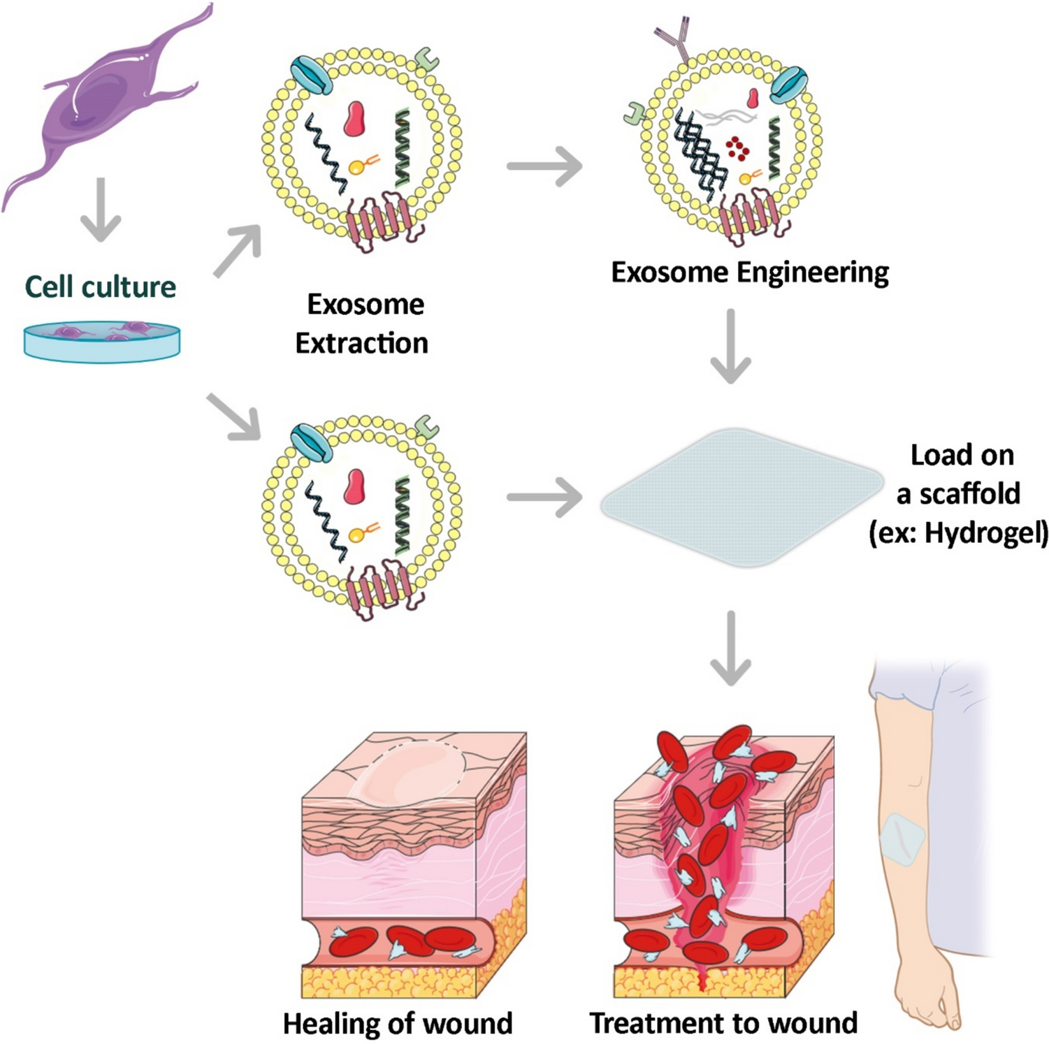 Designer Engineered Exosomes: a New Regenerative Medicine Platform for Skin Wound Healing
