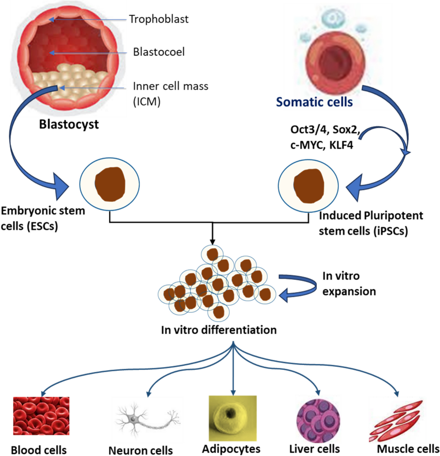 Correlation in Stem Cell Technology, Tissue Engineering, and Regenerative Medicine
