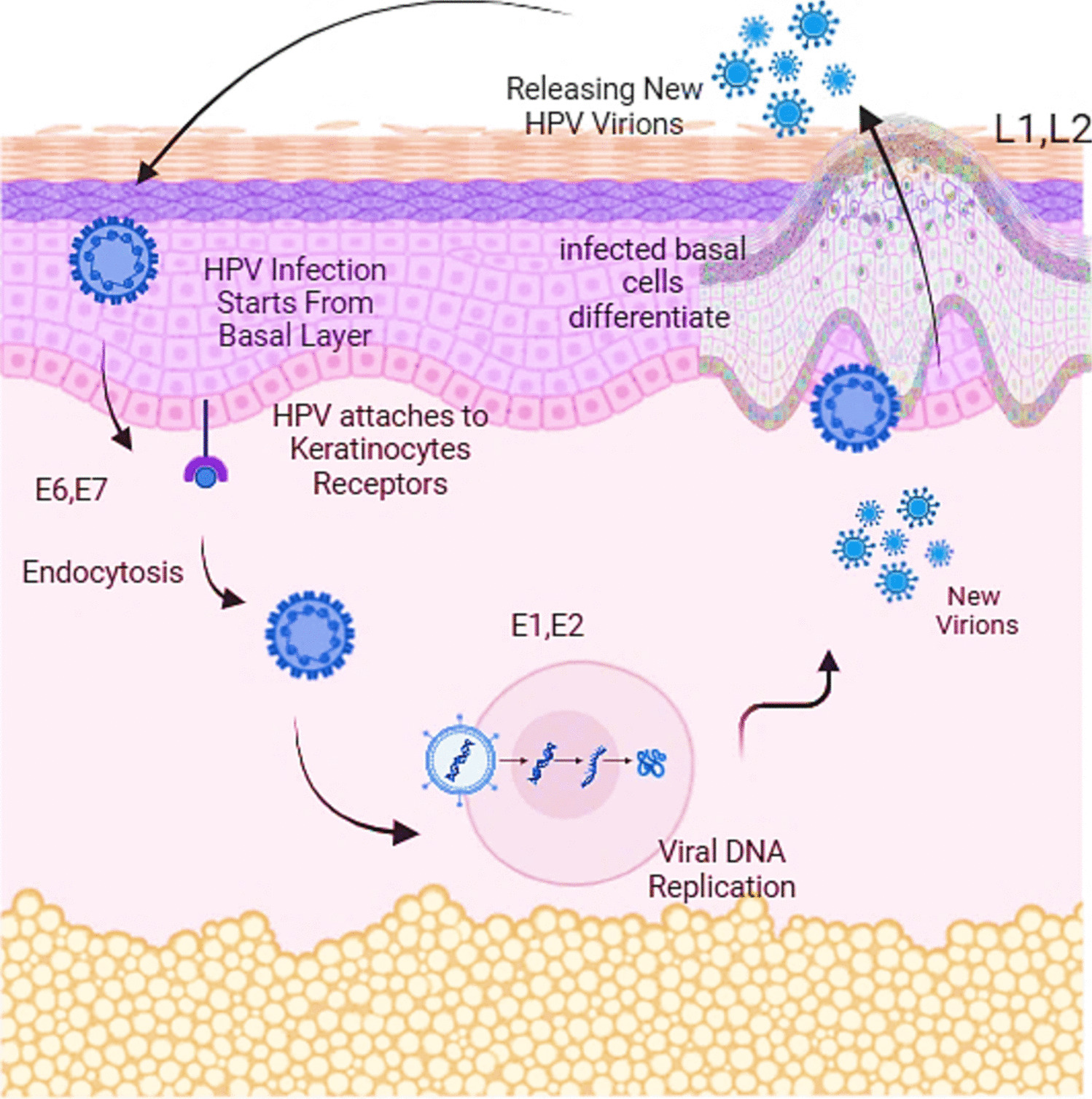 Discovering Tumor Microenvironment Dynamics in HPV-Associated Cancers: Using Organoid-Based Models to Develop Therapeutics