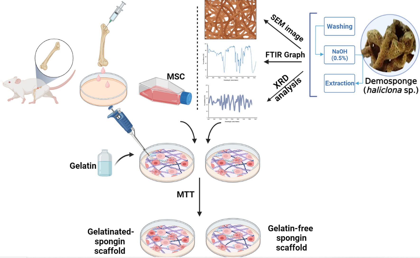 3D Spongin-Based Scaffolds from Marine Demosponge Haliclona sp. for Biomedical Engineering Approaches Based on Mesenchymal Stem Cells