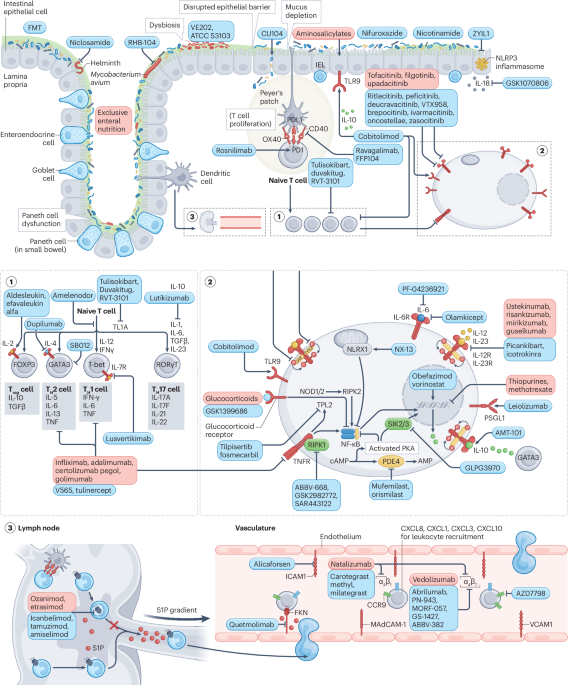 Understanding the therapeutic toolkit for inflammatory bowel disease