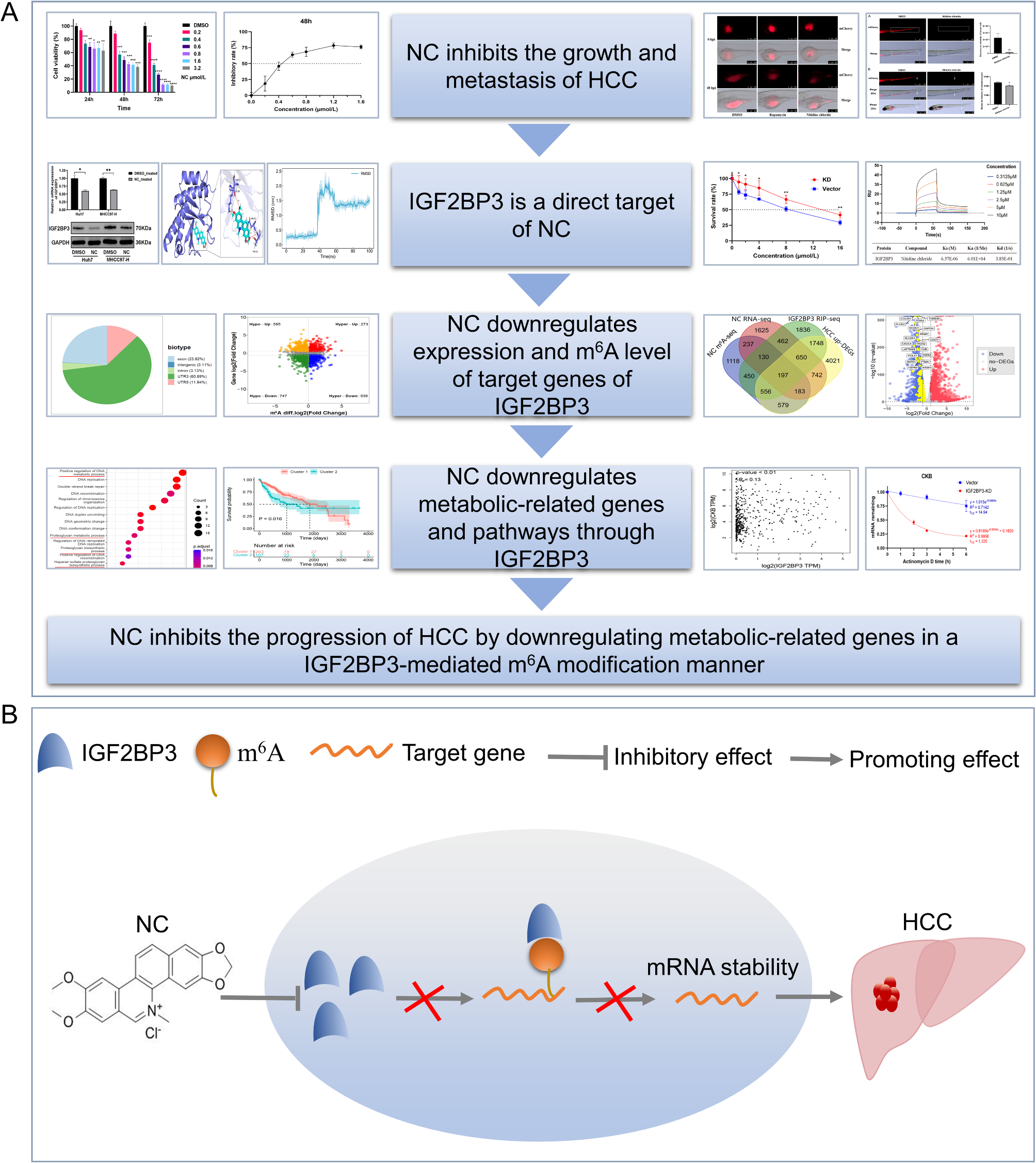 Nitidine chloride inhibits the progression of hepatocellular carcinoma by suppressing IGF2BP3 and modulates metabolic pathways in an m6A-dependent manner