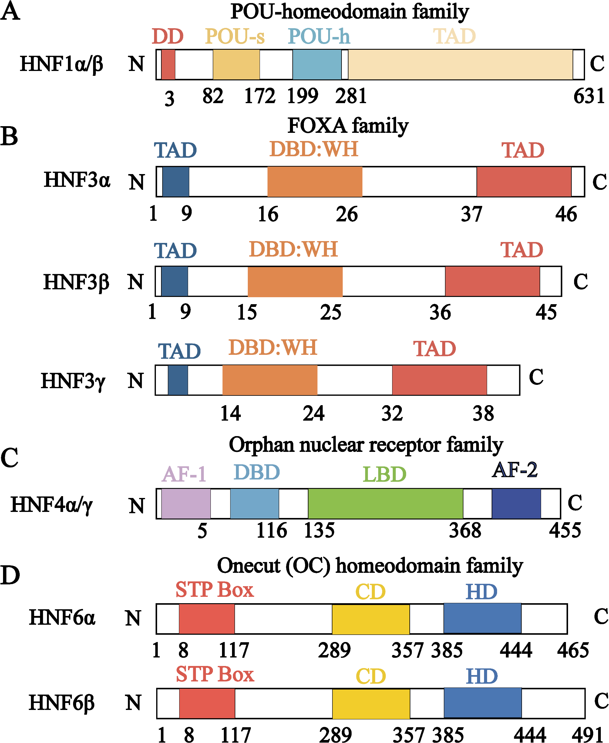 Role of HNF6 in liver homeostasis and pathophysiology