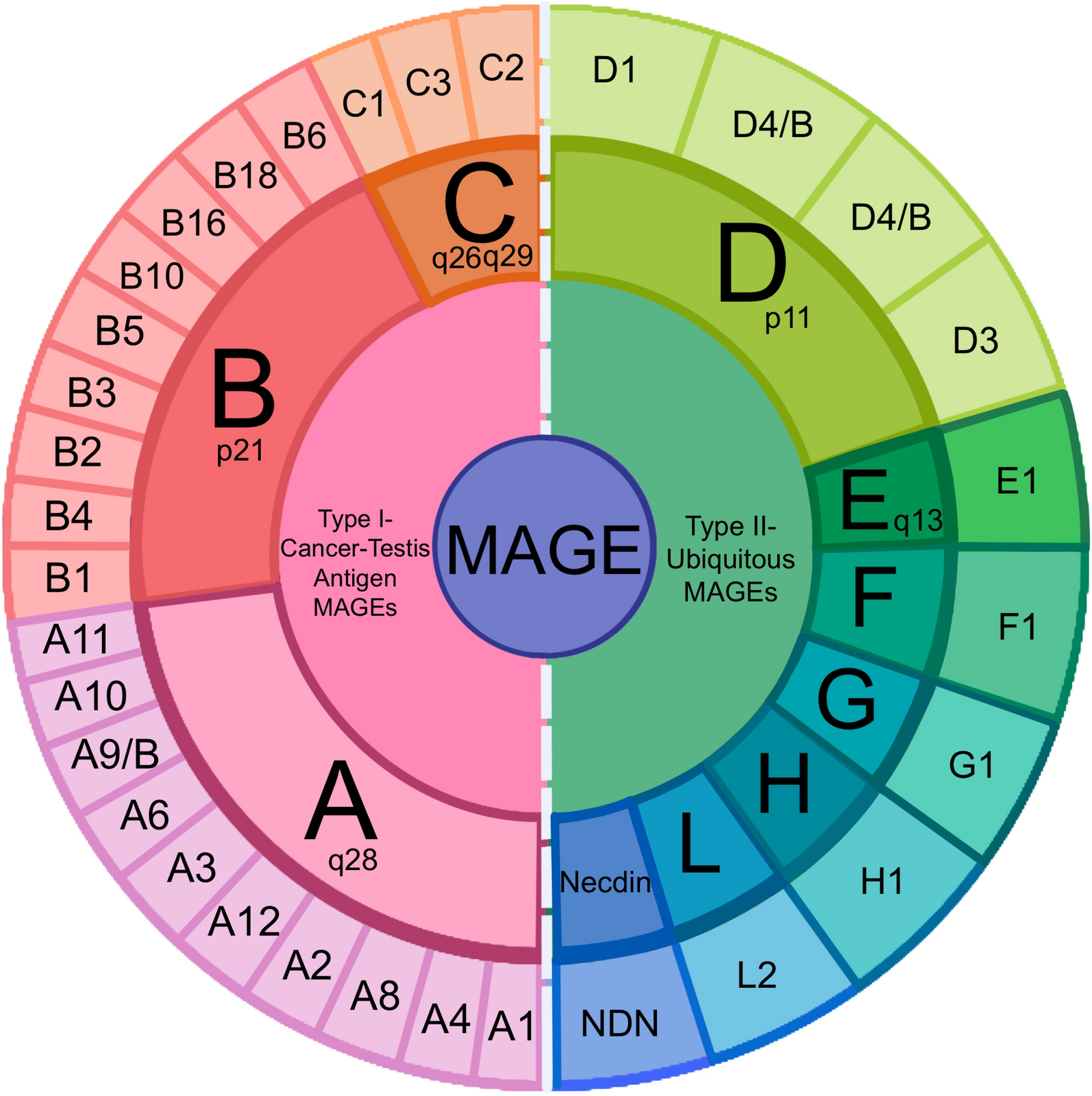 Exploring the role and mechanisms of MAGEA4 in tumorigenesis, regulation, and immunotherapy