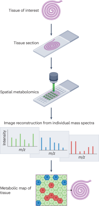 Spatial metabolomics to unravel cellular metabolism