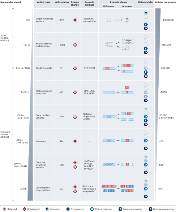 Diversity and consequences of structural variation in the human genome