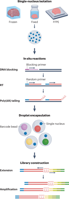 Profiling the total transcriptome of single nuclei in archived samples with snRandom-seq