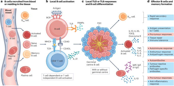 B cells in non-lymphoid tissues