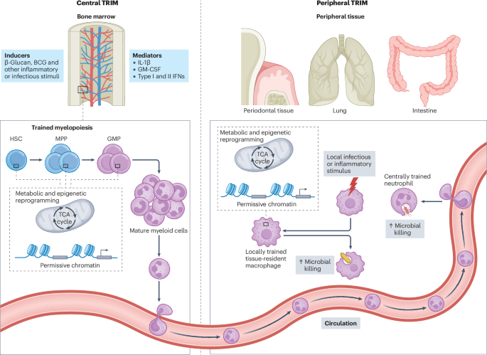 Trained immunity in chronic inflammatory diseases and cancer