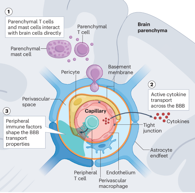 Immune control of brain physiology
