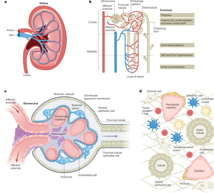 Kidney immunology from pathophysiology to clinical translation