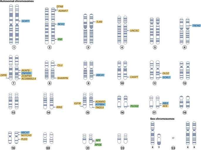 The impact of rare genetic variants on Alzheimer disease