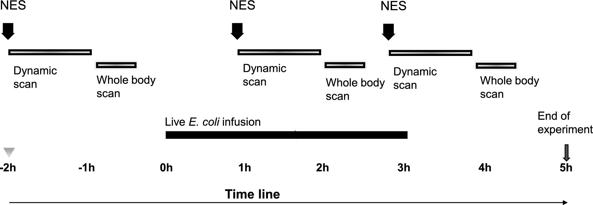 Repeated positron emission tomography tracing neutrophil elastase in a porcine intensive-care sepsis model