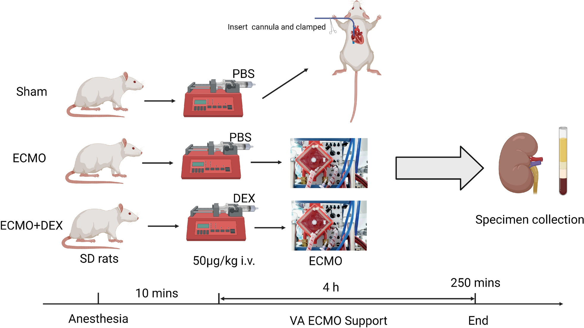 Dexmedetomidine alleviates acute kidney injury in a rat model of veno‐arterial extracorporeal membrane oxygenation