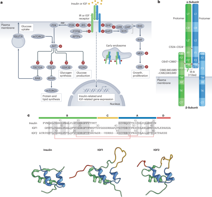 Regulation and function of insulin and insulin-like growth factor receptor signalling