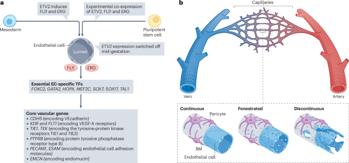 Microenvironmental determinants of endothelial cell heterogeneity