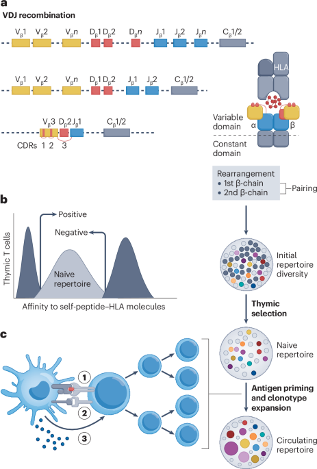 Antigen-driven T cell responses in rheumatic diseases: insights from T cell receptor repertoire studies