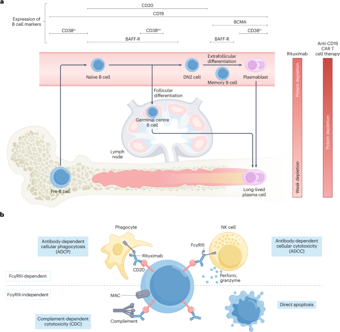 Opportunities and limitations of B cell depletion approaches in SLE