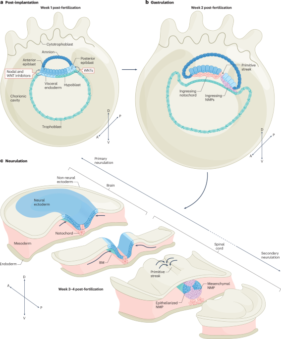 Early spinal cord development: from neural tube formation to neurogenesis
