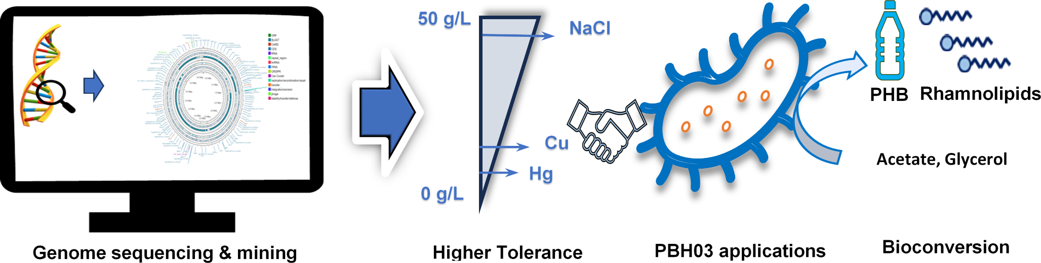 Digital insights into Pseudomonas aeruginosa PBH03: in-silico analysis for genomic toolbox and unraveling cues for heavy metal bioremediation