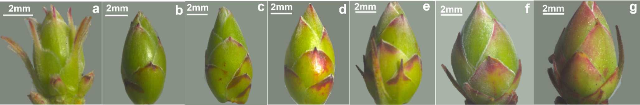 Identification and expression analysis of the SPL gene family during flower bud differentiation in Rhododendron molle