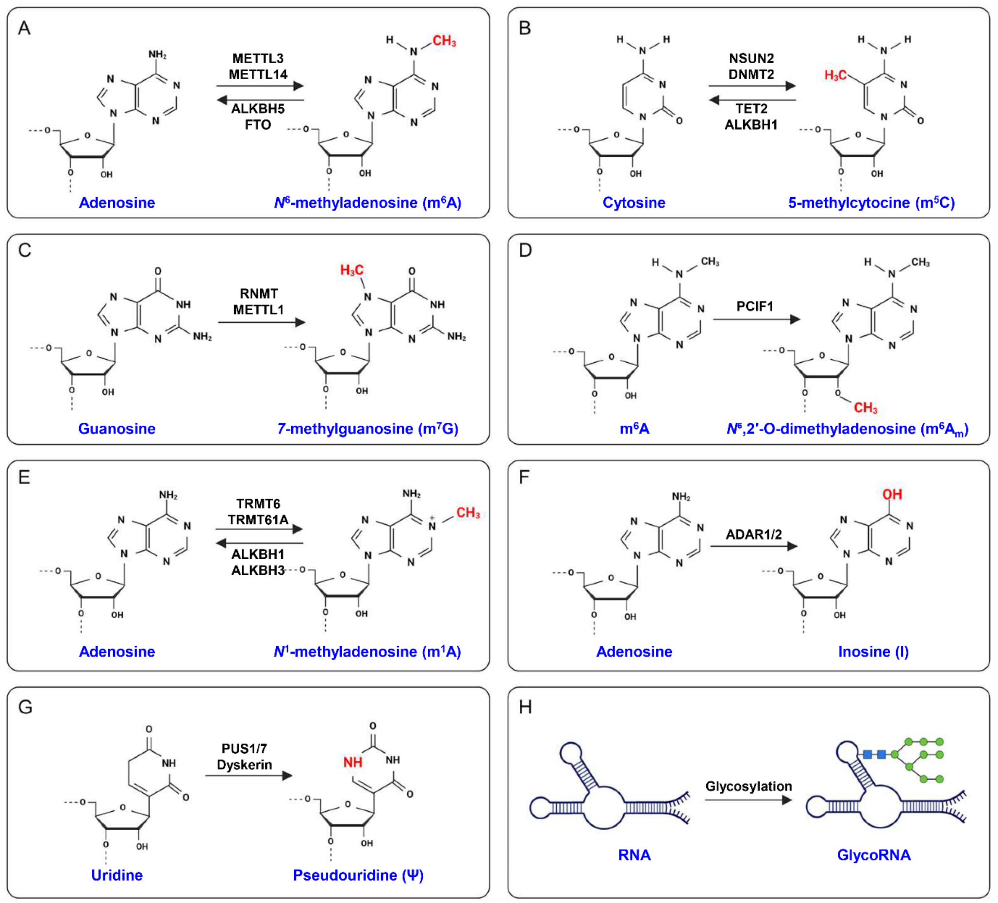 The diverse landscape of RNA modifications in cancer development and progression