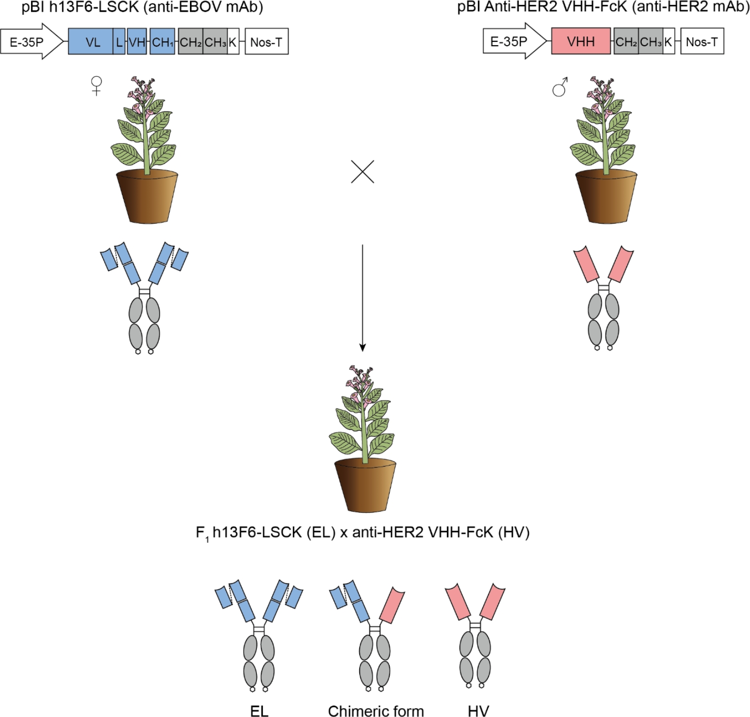 Plant cross-fertilization for production of dual-specific antibodies targeting both Ebola virus–like particles and HER2 protein in F1 plants
