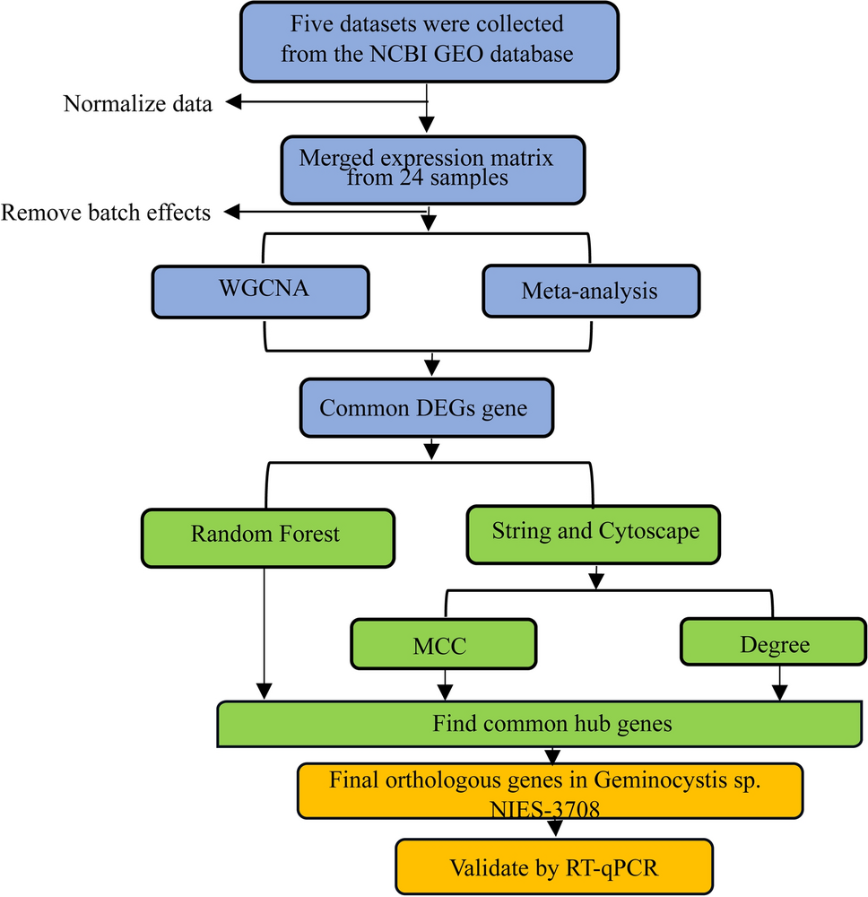 Integrative bioinformatics approaches reveal key hub genes in cyanobacteria: insights from Synechocystis sp. PCC 6803 and Geminocystis sp. NIES-3708 under abiotic stress conditions