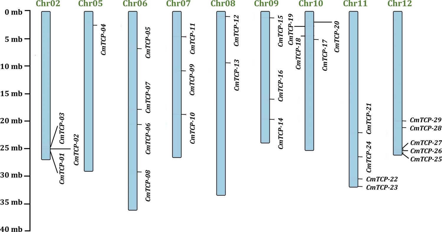 Genome-wide analysis of TCP family genes and their constitutive expression pattern analysis in the melon (Cucumis melo)