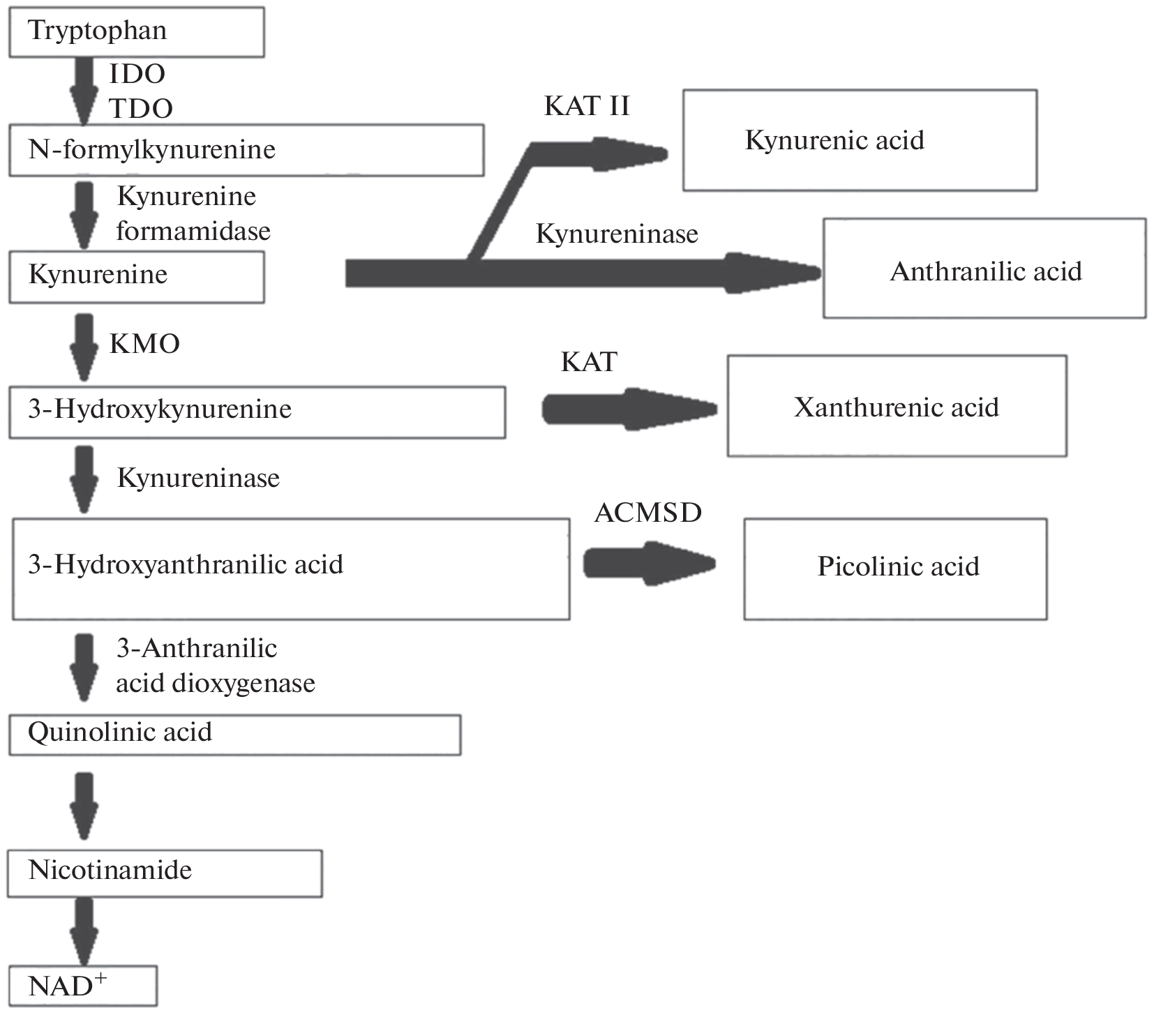 The Role of the Serotonin Pathway of Tryptophan Metabolism in the Development of Neuroinflammation in Alzheimer’s Disease