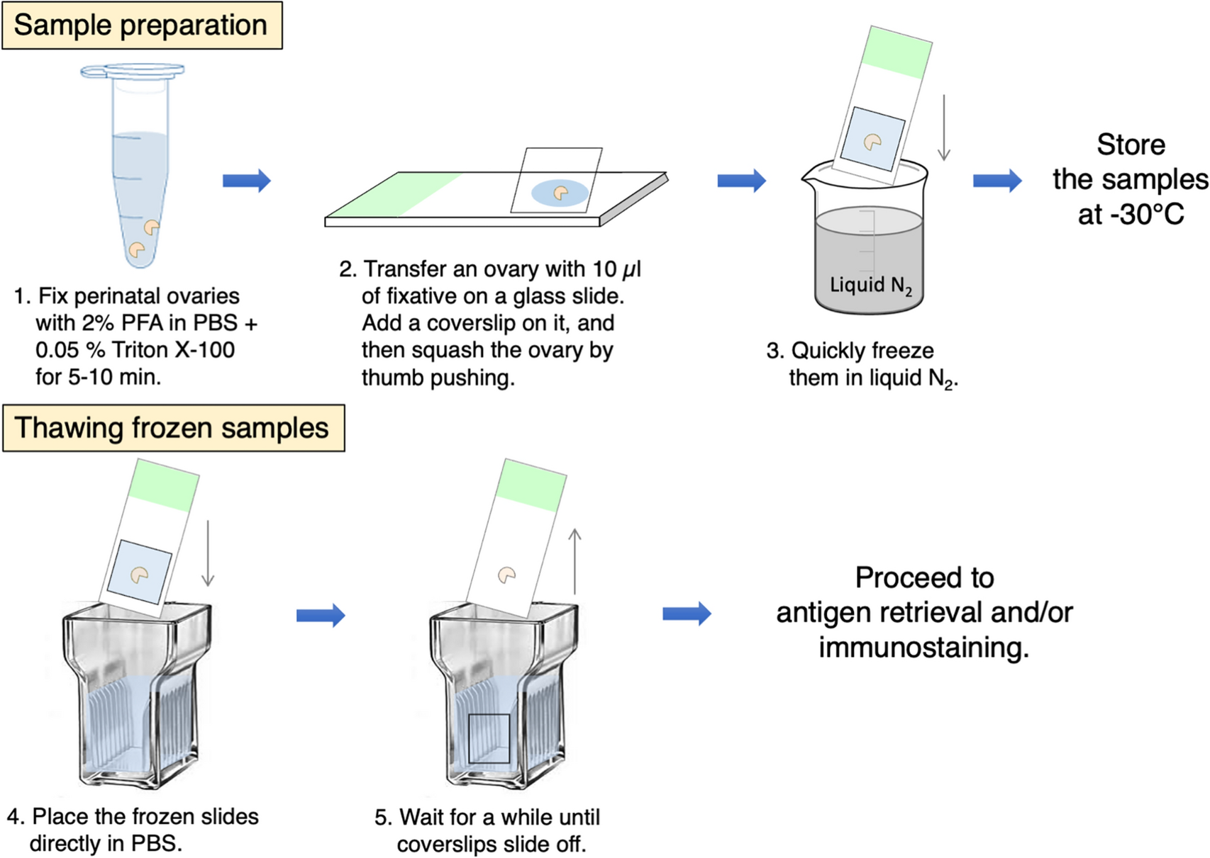 A simple immunohistochemical method for perinatal mammalian ovaries revealed different kinetics of oocyte apoptosis caused by DNA damage and asynapsis