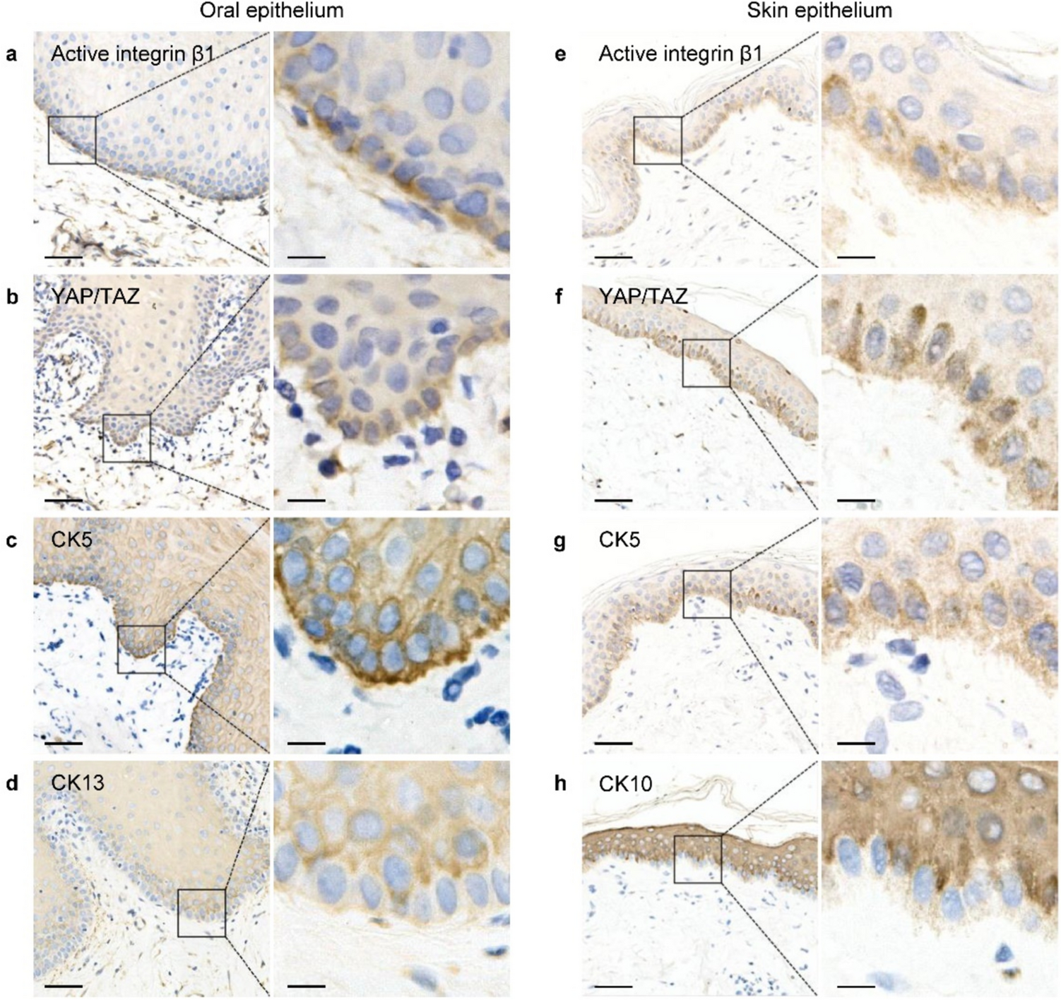 FAK mediates mechanical signaling to maintain epithelial homeostasis through YAP/TAZ-TEADs