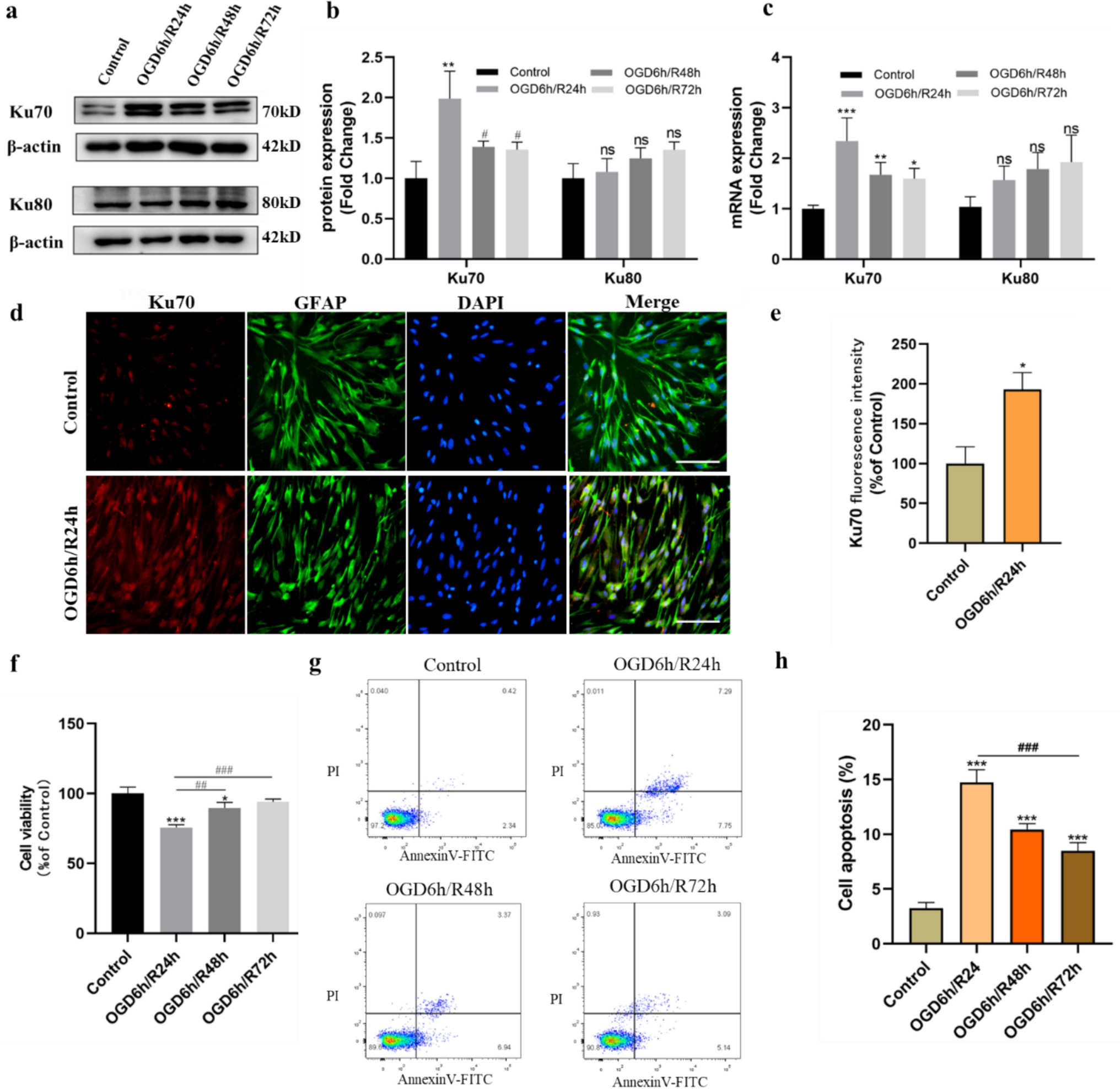 Ku70 silencing aggravates oxygen–glucose deprivation/reperfusion-induced injury by activation of the p53 apoptotic pathway in rat cortical astrocytes