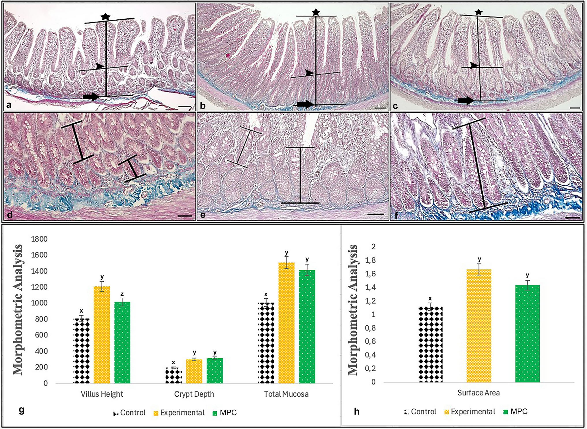Effect of middle-age plasma therapy on ileum morphology, immune defense (IgA) and cell proliferation (Ki-67) of female aged rats