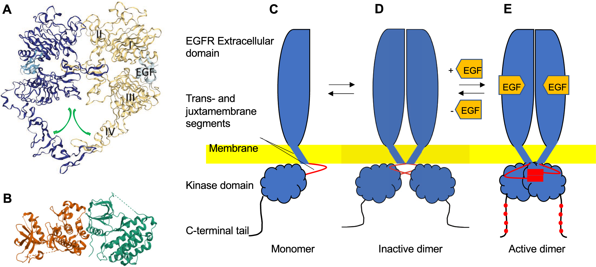 EGF receptor in organ development, tissue homeostasis and regeneration