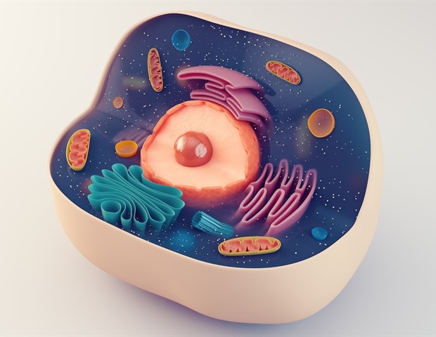 Researchers identify key gut cells involved in diarrhea response