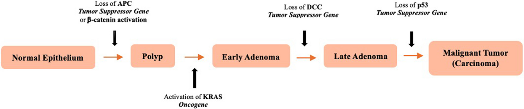 A Review Article: The Relationship Between Obesity and Colorectal Cancer