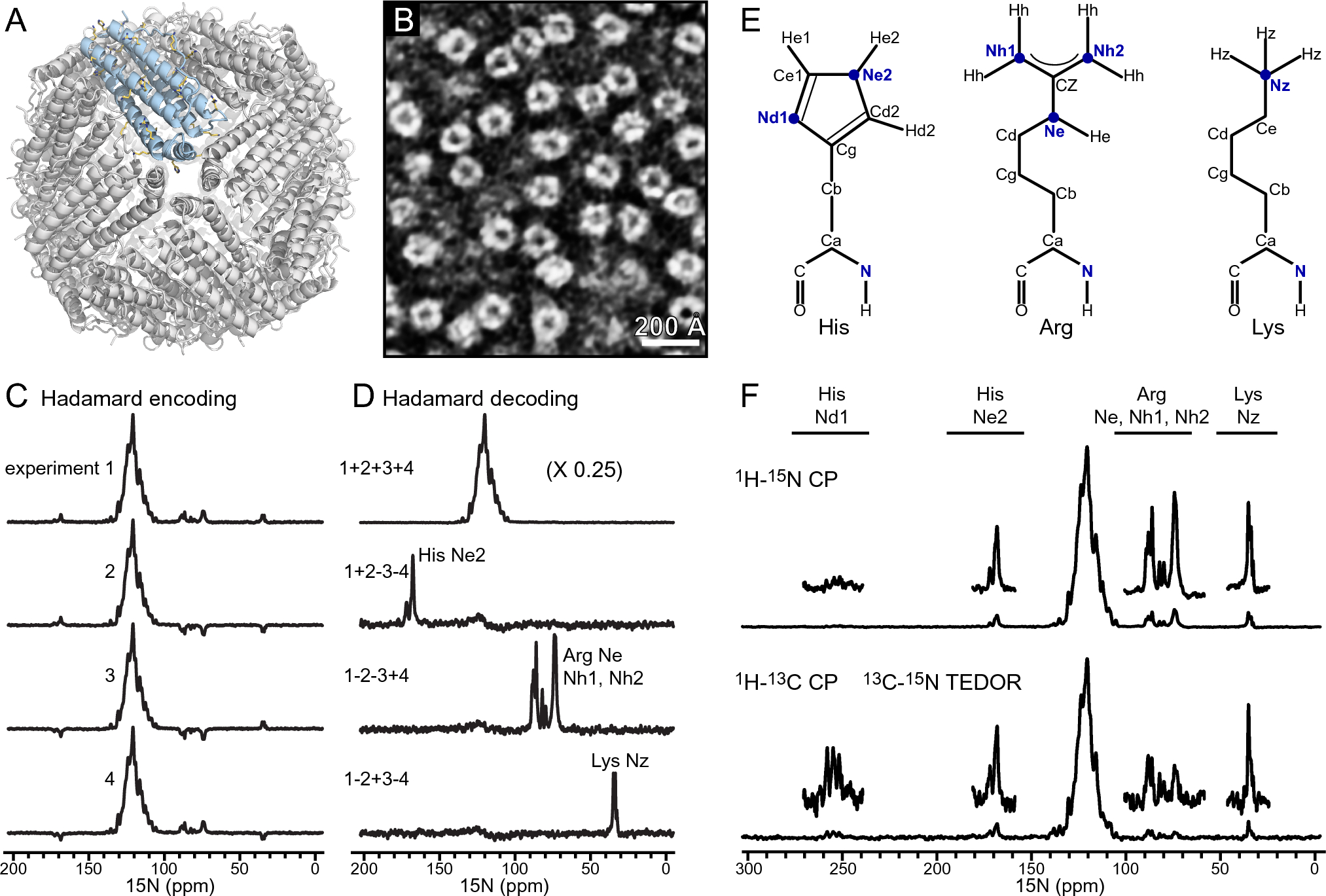 Solid state NMR spectral editing of histidine, arginine and lysine using Hadamard encoding